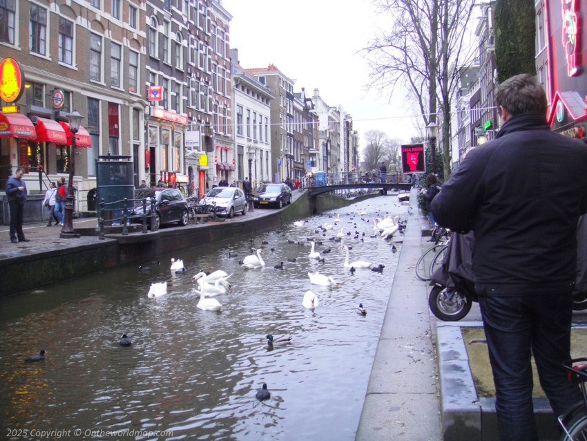 Swans in the canal in Amsterdam