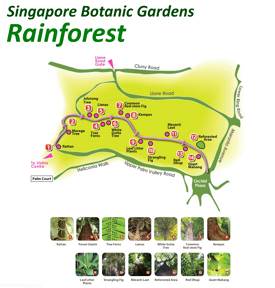 Rainforest Map
