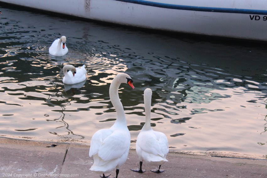 Swans in Geneva