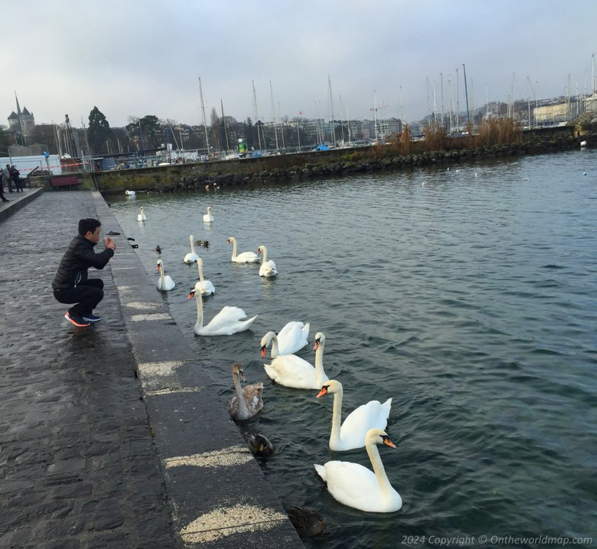 Swans in Geneva