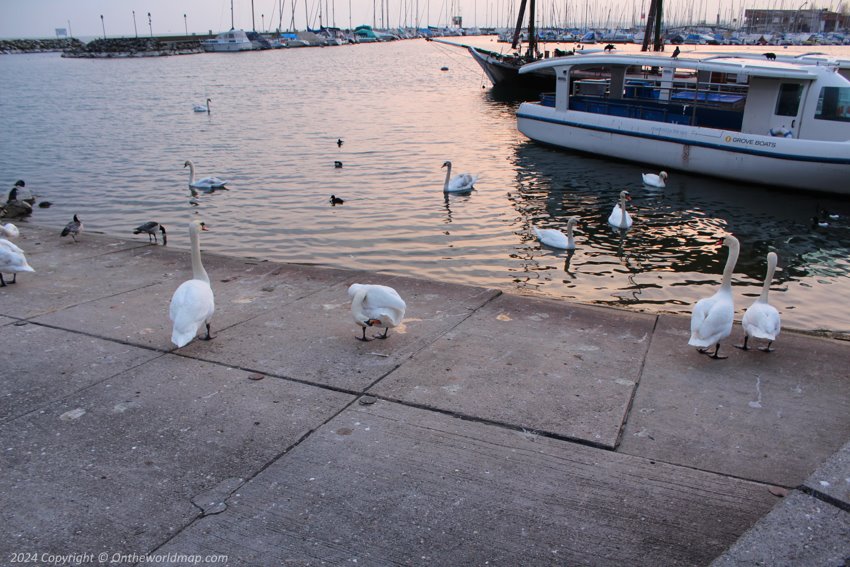 Swan on Lake Geneva, Lausanne