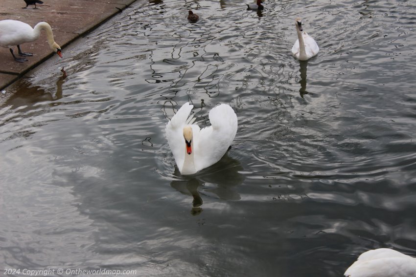 Swan on Lake Geneva, Lausanne