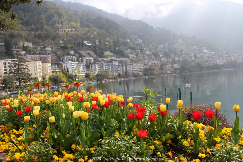 Flowers in Montreux