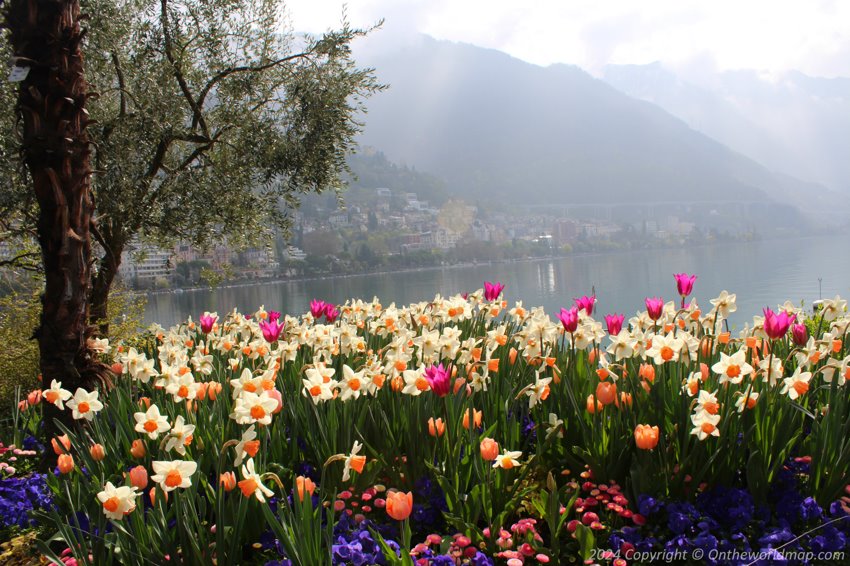 Flowers in Montreux