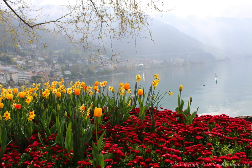 Flowers in Montreux