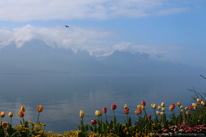 Flowers on the background of Lake Geneva and the Alps, Montreux