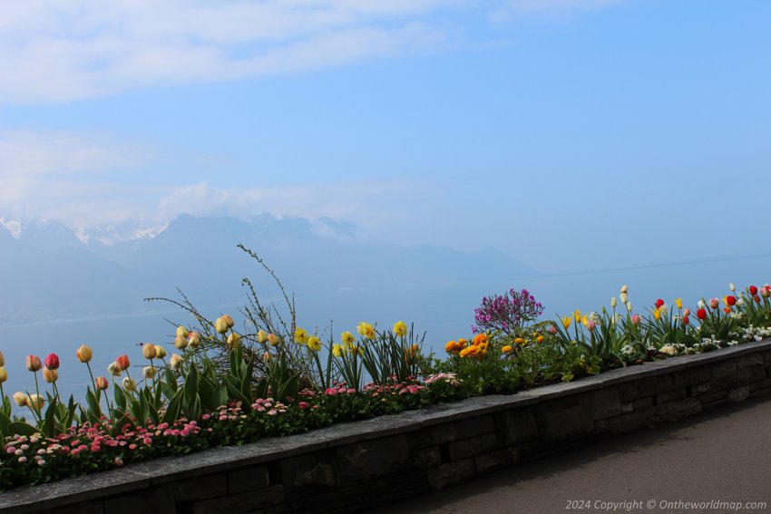 Flowers on the background of Lake Geneva and the Alps, Montreux