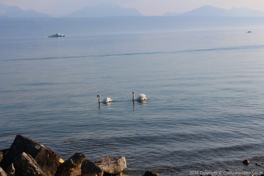 Swans in Vevey